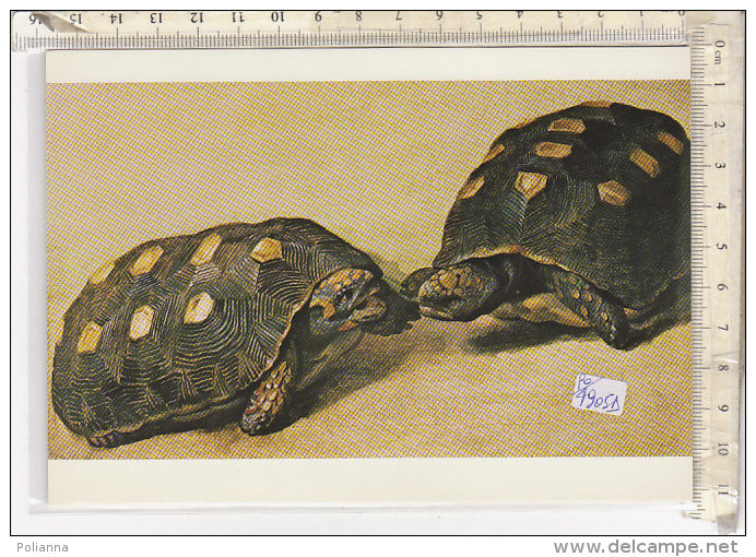 PO4905D# TARTARUGHE - TURTLES (ALBERT ECKHHOUT)  No VG - Tortues