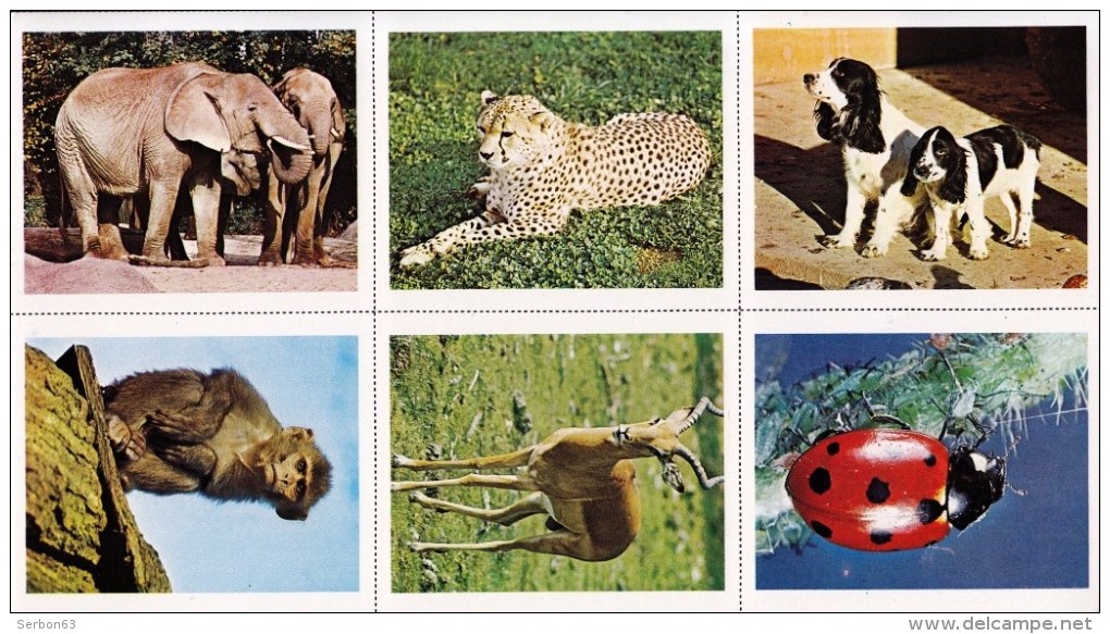 4 PLANCHES DE 6 IMAGES CARTONNÉES 6,7X8,2cm LES ANIMAUX DU MONDE COULEUR EDITIONS LES PLAISIRS ET LES JEUX VERS 1980/90 - 6-12 Jaar