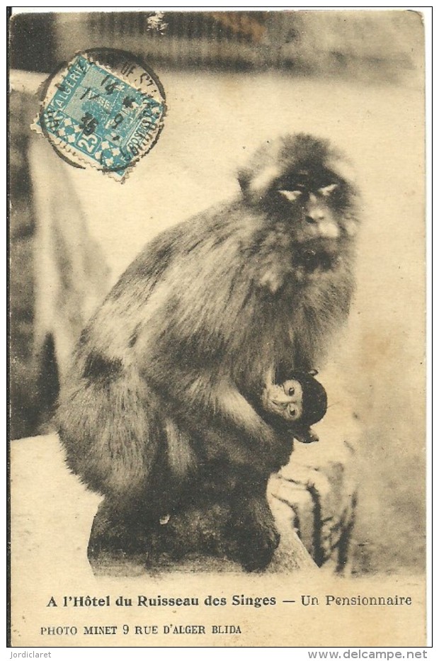 CARD ALGER - Chimpancés