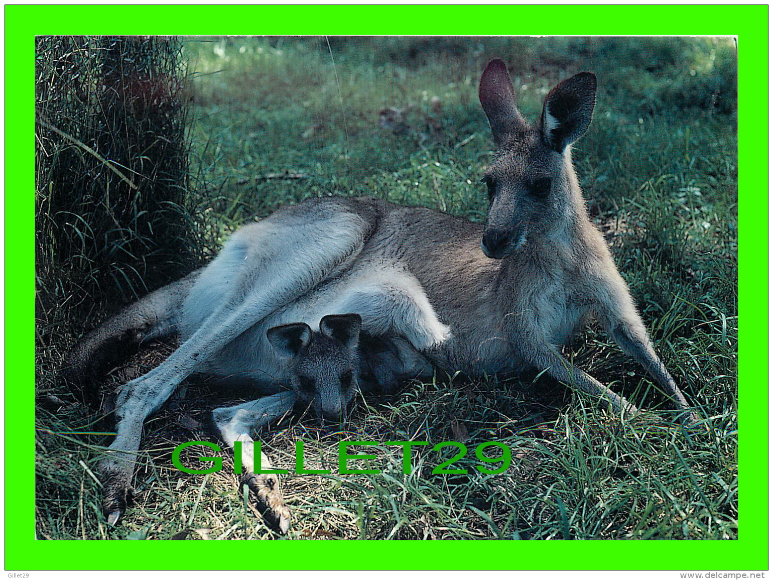 ANIMAUX - KANGAROO AND JOEY PHOTOGRAPHED AT KOALA PARK WEST PENNANT HILLS, SYDNEY, AUSTRALIA - WRITTEN IN 1995 - - Autres & Non Classés