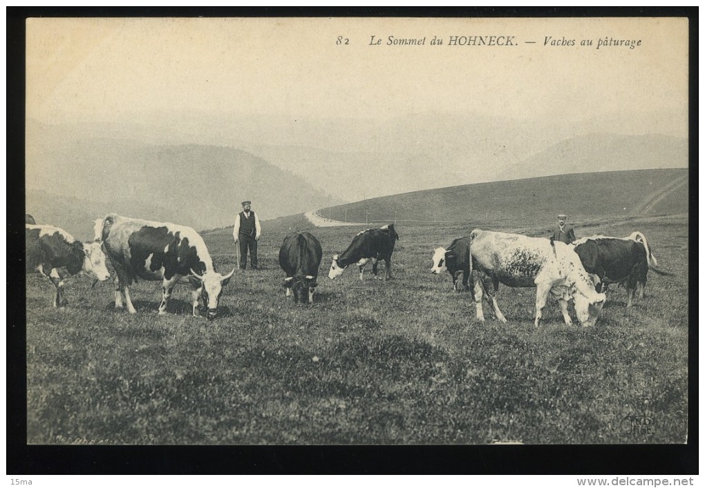 88 Vosges Le Sommet Du Hohneck 52 Vaches Au Paturage Animée - Autres & Non Classés