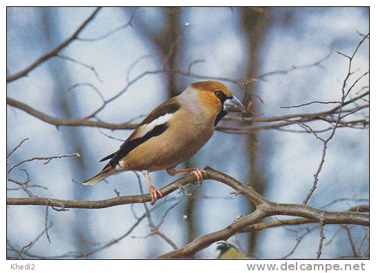 Carte Postale CP Oiseau - GROSBEC  / Sempach - HAWFINCH Bird Post Card - KERNBEISSER Vogel - 250 - Birds