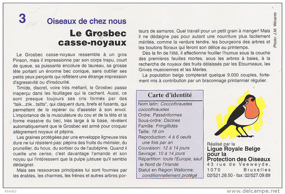 Carte N° 03 - Oiseau GROS BEC /  Série LPO Ligue Royale Belge Pr La Protection Des Oiseaux - HAWFINCH BIRD - 256 - Oiseaux