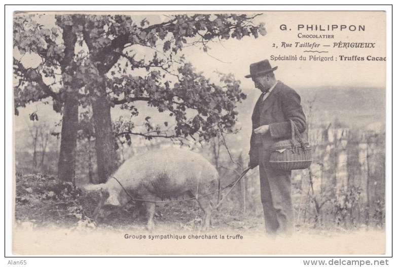 Perigueux France, Pig Searches For Truffles G. Philippon Chocolatier, C1900s/10s Vintage Postcard - Périgueux