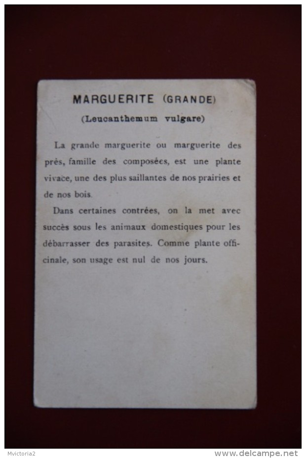 BERRY - Fleurs De FRANCE " Marguerite". - Geographie