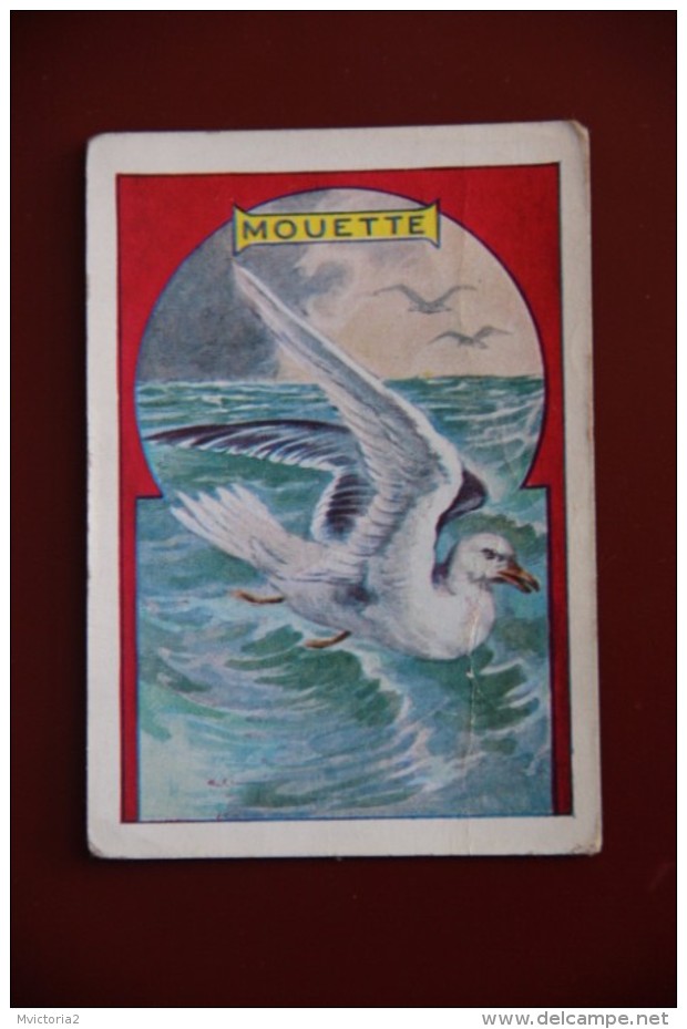 MOUETTE - Animaux