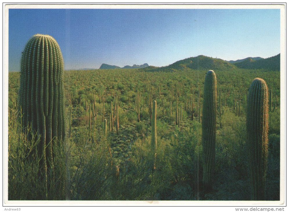 STATI UNITI - UNITED STATES - USA - US - Saguaro National Monument - Wrote But Not Sent - Tucson