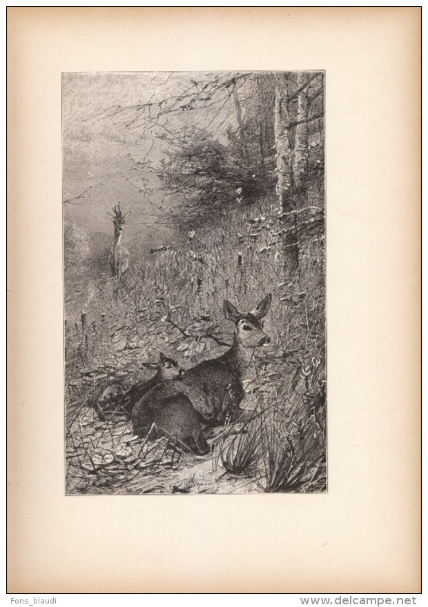 1891 - Gravure Sur Bois - Chasse - Chevreuil Et Chevrette - FRANCO DE PORT - Prenten & Gravure