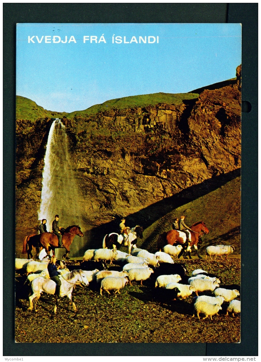 ICELAND  -  Seljalandsfoss Waterfall  Autumn Sheep Gathering  Unused Postcard - Iceland