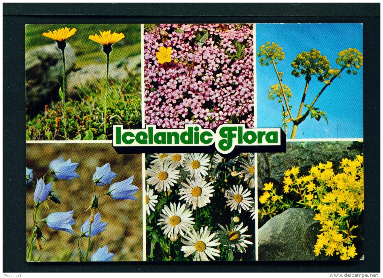 ICELAND  -  Local Flora  Multi View  Unused Postcard - Islandia