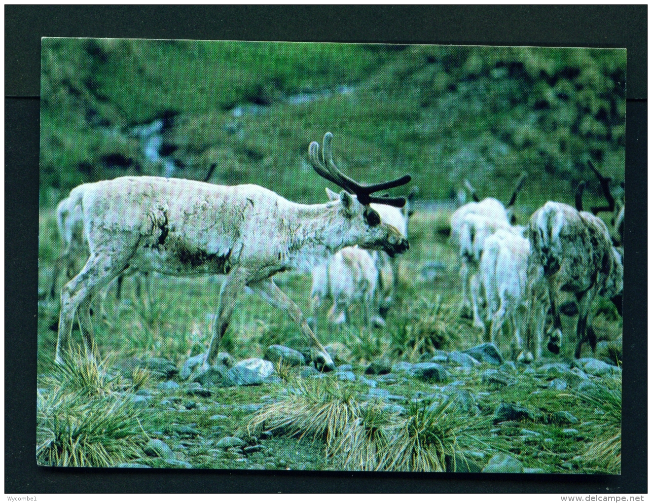 FALKLAND ISLANDS  -  South Georgia  Reindeer  Unused Postcard - Isole Falkland