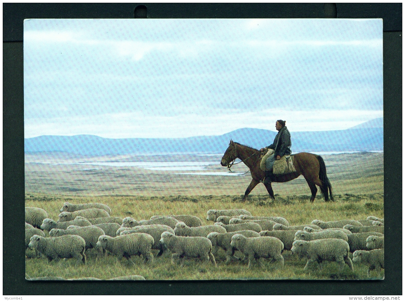 FALKLAND ISLANDS  -  Driving Lambs On West Falkland  Unused Postcard - Falkland Islands