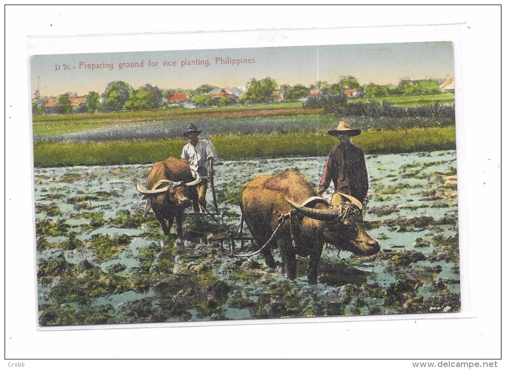 8979 - PHILIPPINES Preparing Ground For Rice Planting - Filippine