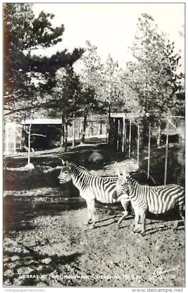 249721-Colorado, Colorado Springs, RPPC, Cheyenne Mountain Zoo At The Broadmoor, Zebras, Sanborn Photo No S-1050 - Zebre