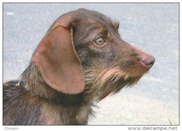 DOGS / HUNDE / CHIENS /  -  DACHSHUND  Postcard  Unused   ( P 3939 ) - Perros