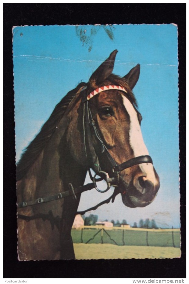 Old German Postcard  - 1960s Serie     - Horse -  Kruger - Pferde