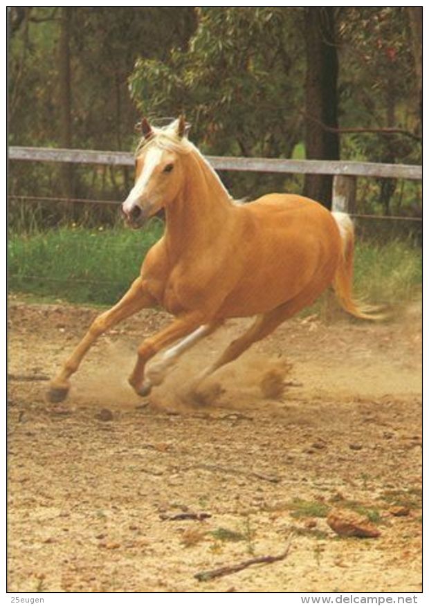 HORSES / PFERDE / CHEVAUX /    POSTCARD UNUSED     ( H  4370 ) - Pferde