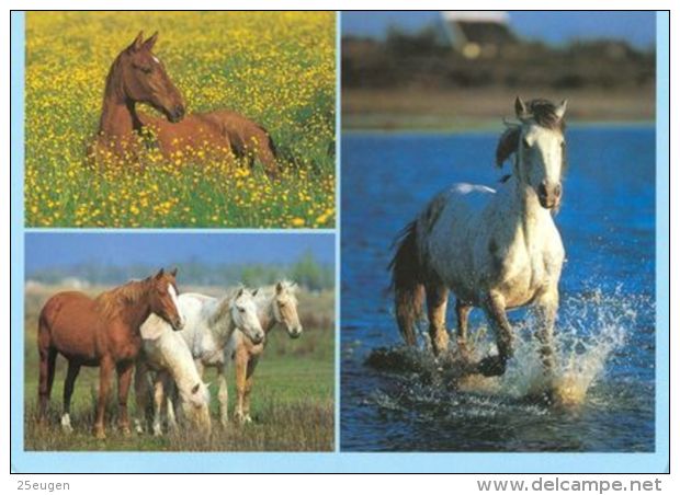 HORSES / PFERDE / CHEVAUX /    POSTCARD UNUSED     ( H  4382 ) - Horses