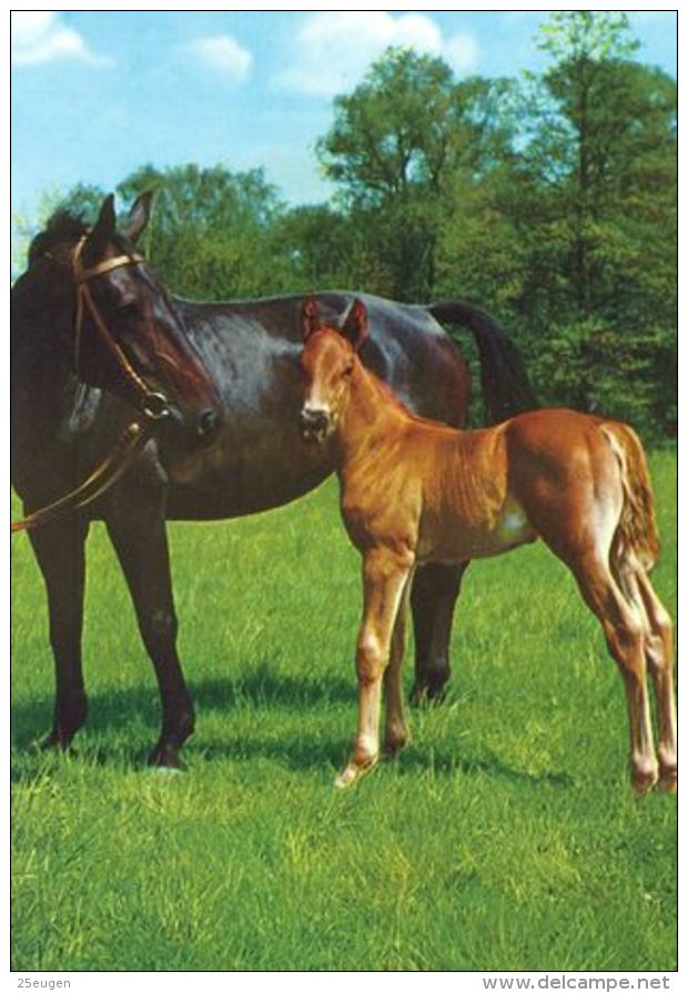 HORSES / PFERDE / CHEVAUX /    POSTCARD UNUSED     ( H  4383 ) - Pferde