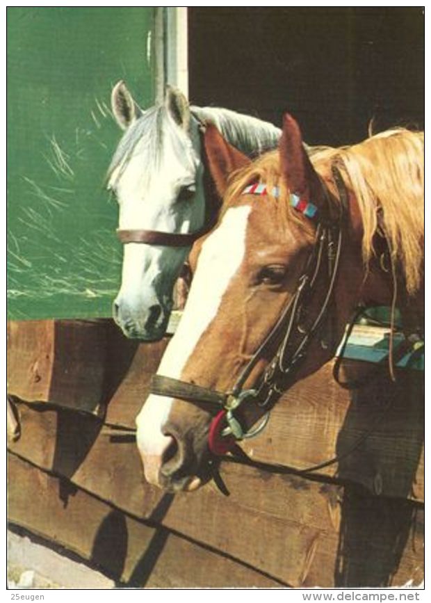 HORSES / PFERDE / CHEVAUX /    POSTCARD UNUSED     ( H  4397 ) - Pferde