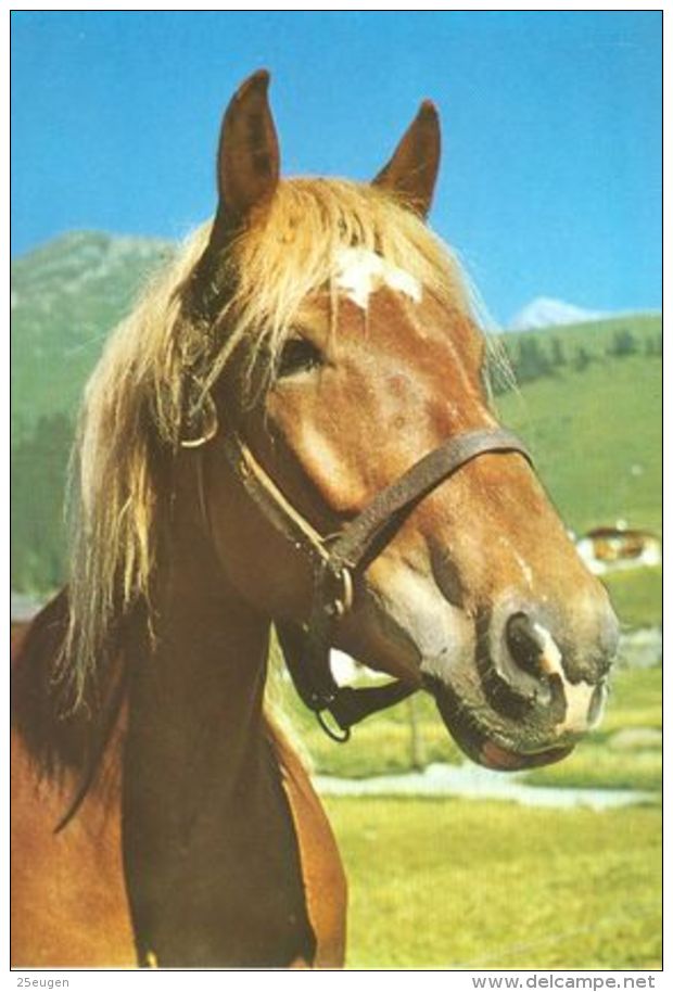 HORSES / PFERDE / CHEVAUX /    POSTCARD UNUSED     ( H  4449 ) - Pferde