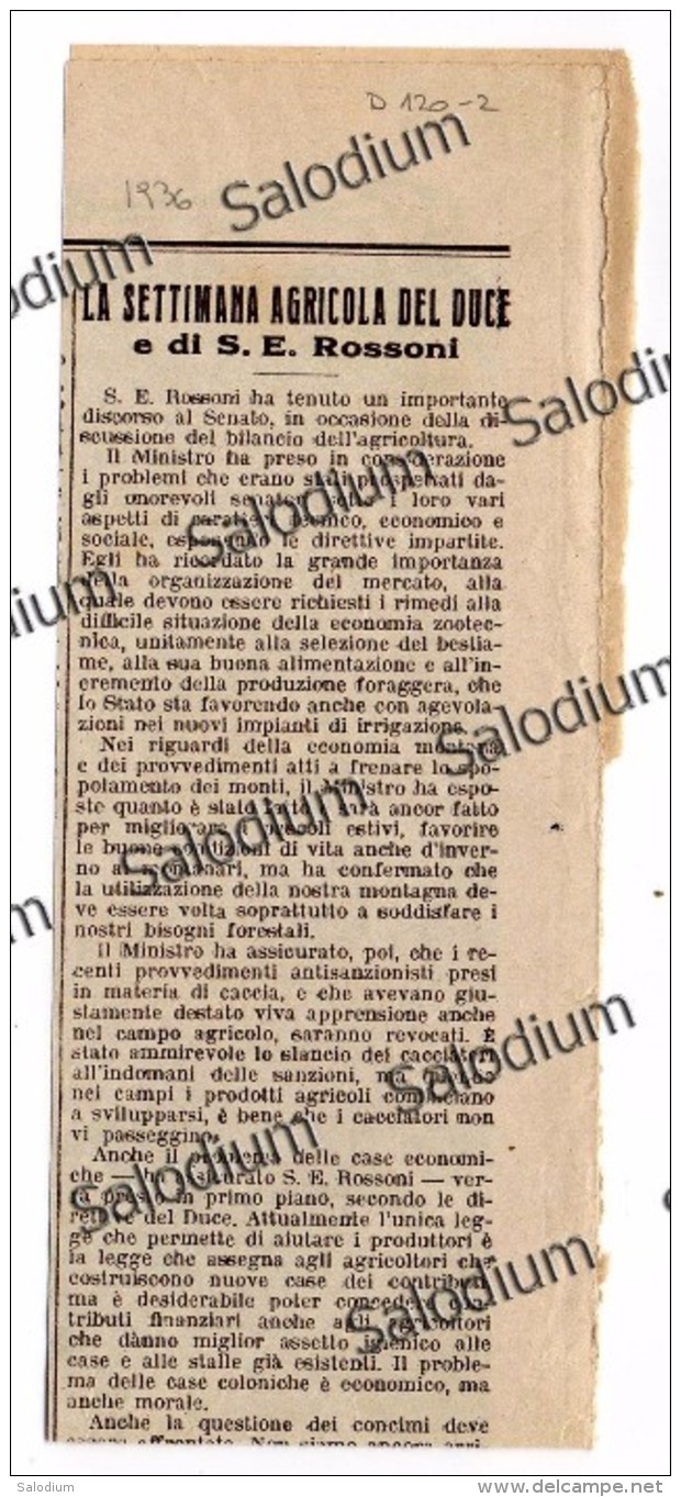 1936 Articolo - Settimana Agricola Del DUCE - Agricoltura 2 Guerra Mondiale 2gm  - Da Pubblicazione Originale D´epoca - Other & Unclassified