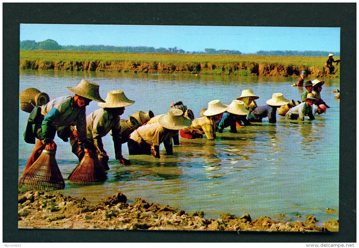 THAILAND  -  Farmers Catching Fish  Unused Postcard - Thailand