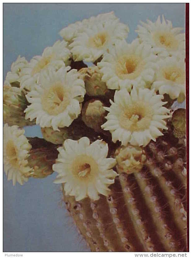 Cpa   FLEURS De CACTUS , GIANT SAGUARO BLOSSOMS  Recto Verso Prix Fixe - Sukkulenten