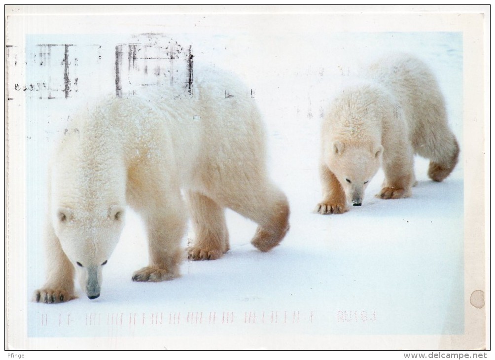 Ours Polaires , Hudson Bay - Images Of Nunavut (photo : Mike Bedell) - Ours