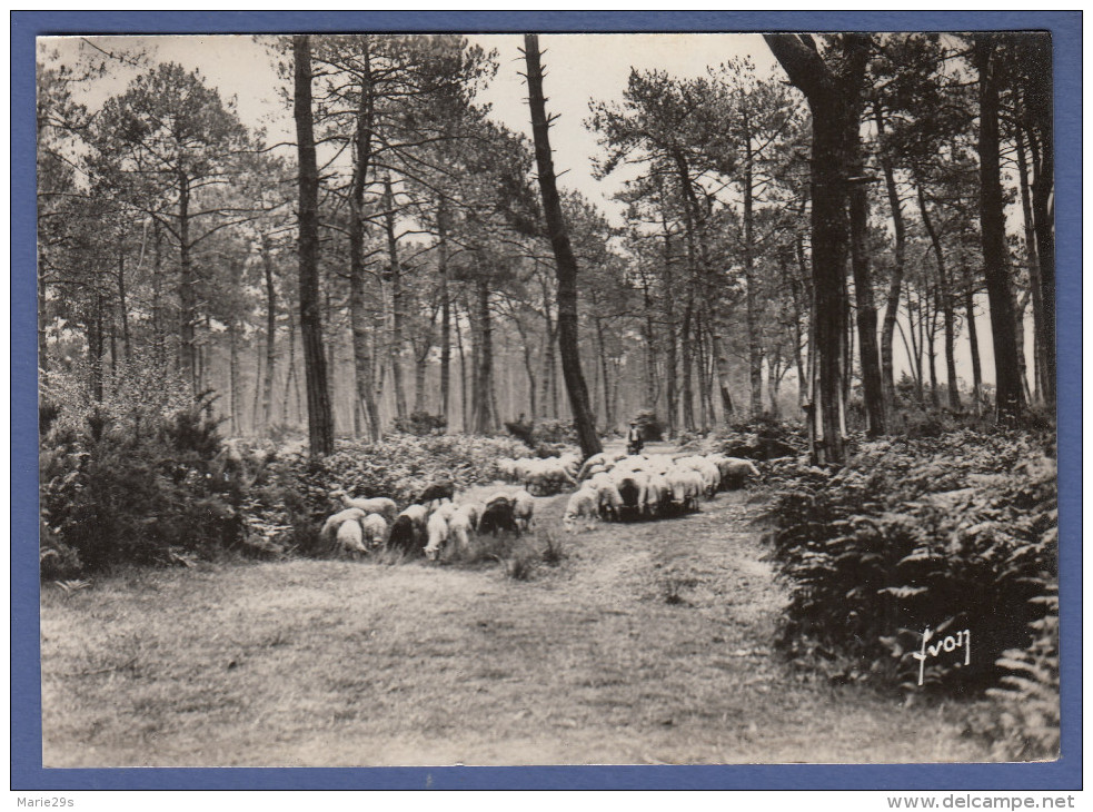 40 FORET LANDAISE Troupeau De Moutons - Animée - Autres & Non Classés