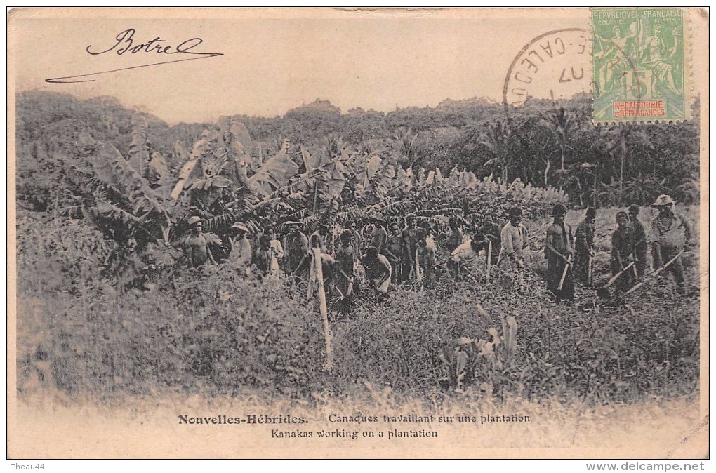 ¤¤   -   NOUVELLES-HEBRIDES  -   Canaques Travaillant Sur Une Plantation    -  ¤¤ - Vanuatu