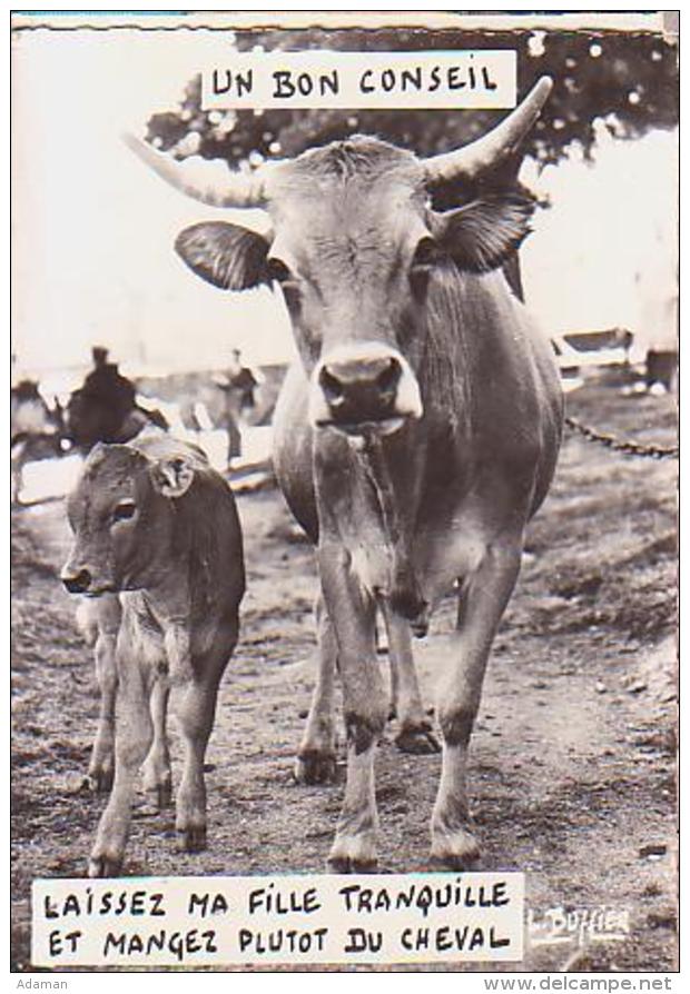 Vache   H11H          Humour.  Un Bon Conseil Laissez Ma Fille Tranquille Et Manger Plutot Du Cheval ( Buffier ) - Vacas