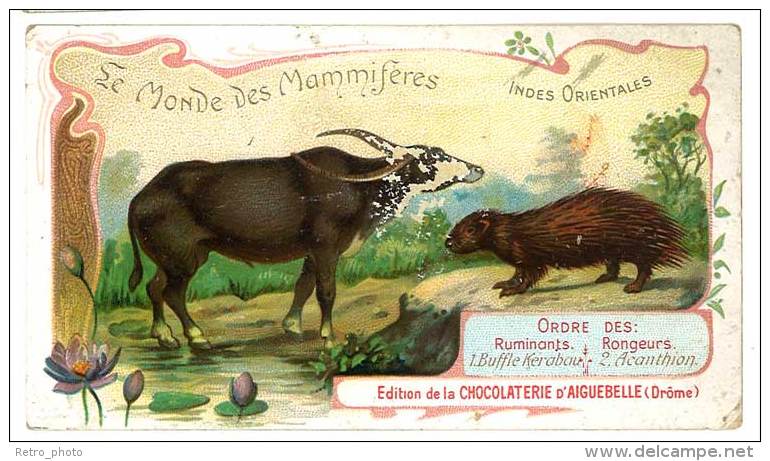 Chromo Chocolat Aiguebelle - Le Monde Des Mammifères - Indes Orientales - Ordre Des Ruminants Rongeurs - Aiguebelle