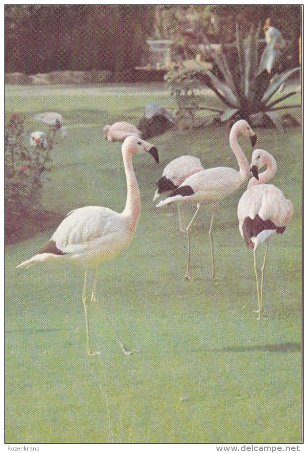 Grote Kaart Antwerpen Flamingo Dierentuin Zoo Jardin Zoologique Tiergarten Anvers - Antwerpen