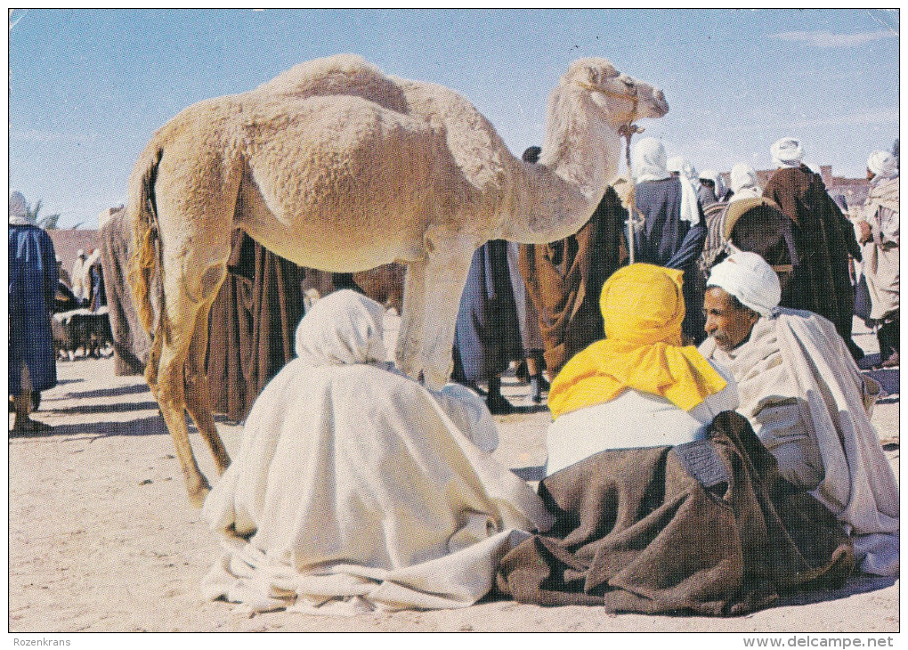 Tunesie Tunisia Tunisie South Camel Market Kameel Marche Auc Chameaux Kamel Kamelmarkt Tunisien - Tunisia