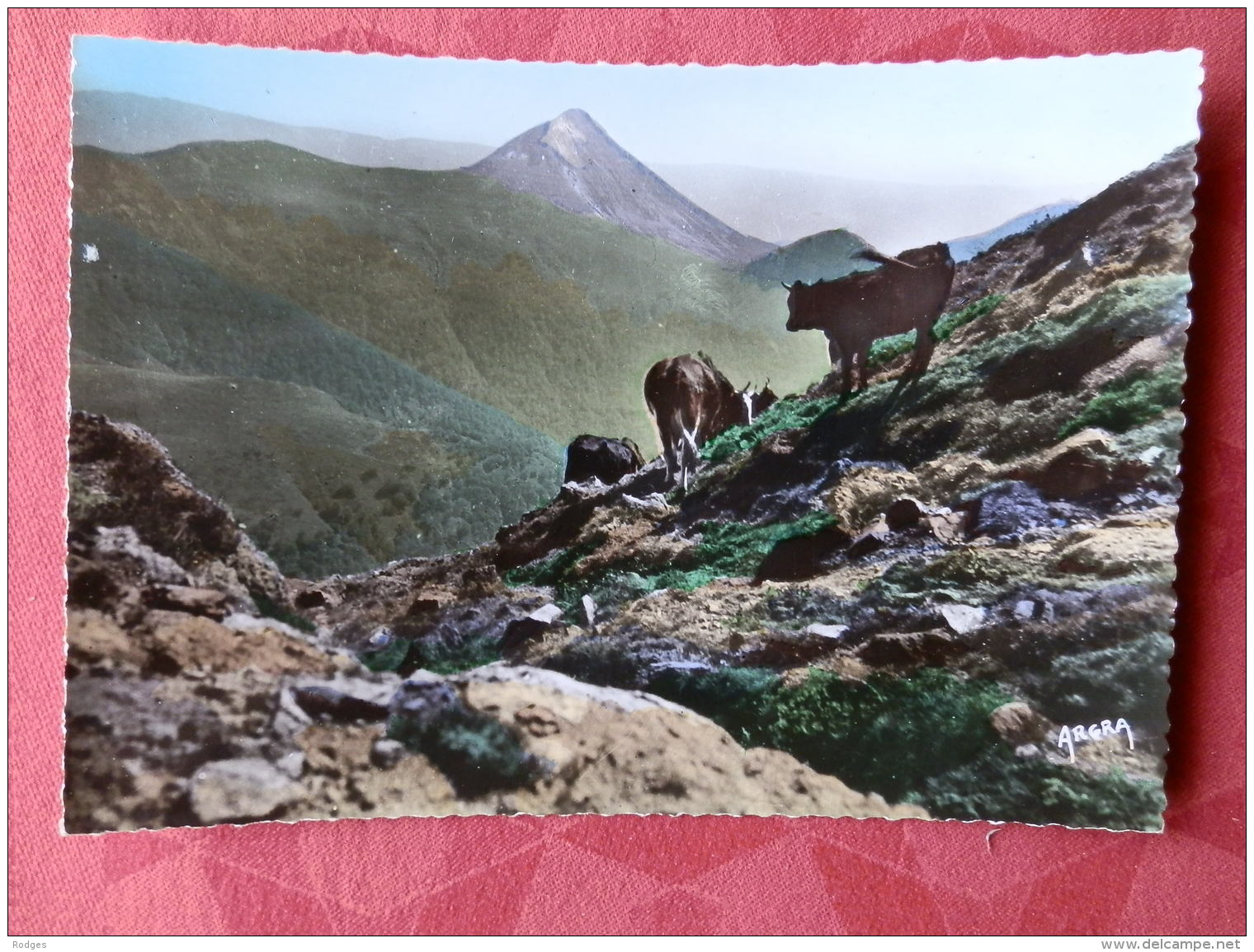 Dep 15 , Cpm  213 , Le Puy GRIOU Vu Des Flans Du Puy MARY  (vaches)(04.703) - Autres & Non Classés