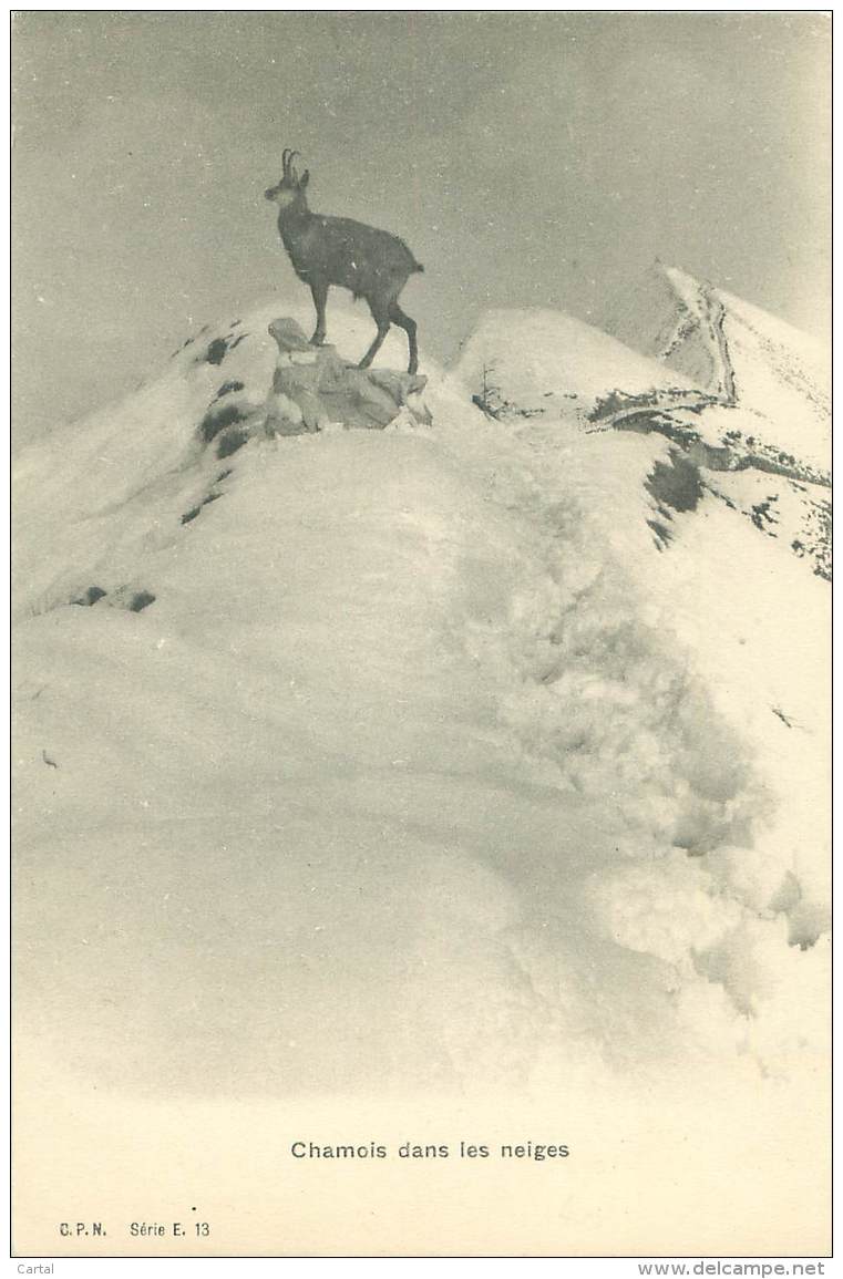 Chamois Dans Les Neiges - Autres & Non Classés