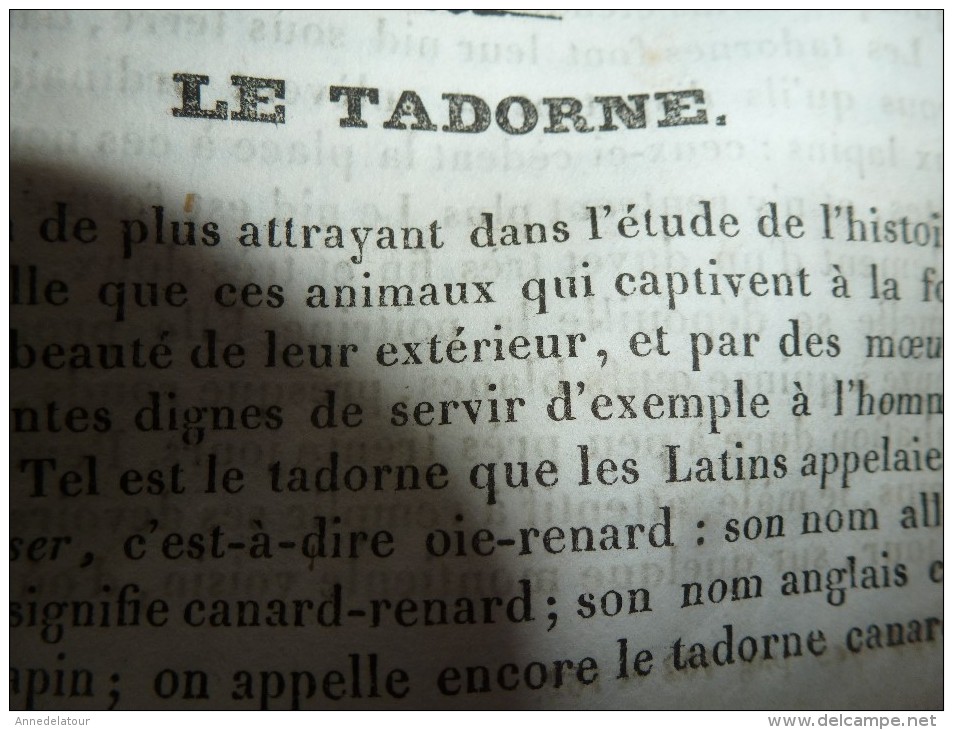 1834 LM : Palais De L'INSTITUT à Paris;Le Giroflier;Le TADORNE (oie-canard); Gravure --> Vue De L'ILE De MALTE; Léon X - Non Classés