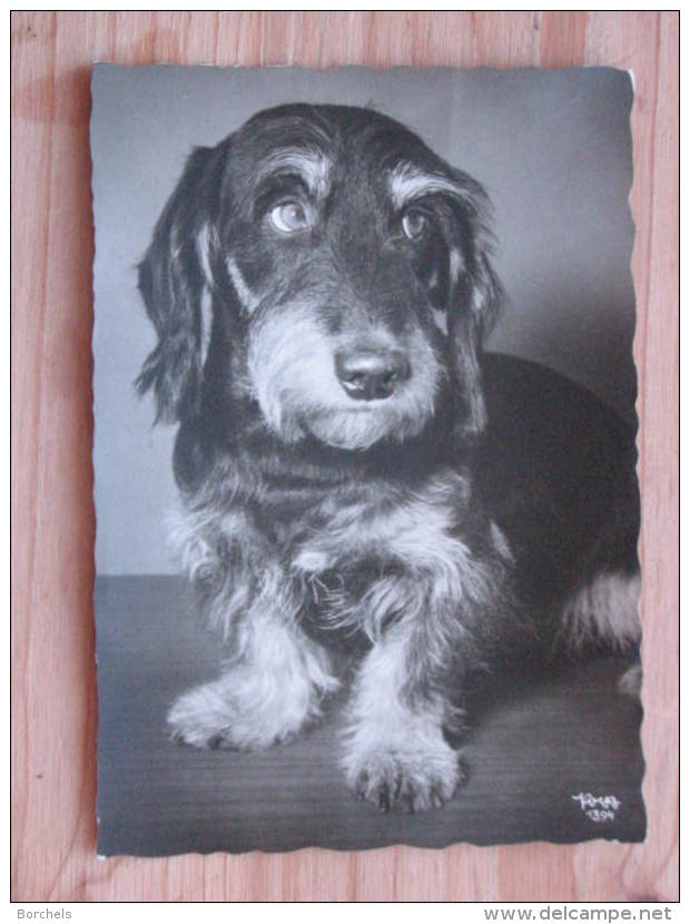 Hund003 : Dackel - Popp-Karte - Ungelaufen - Gut Erhalten - Hunde