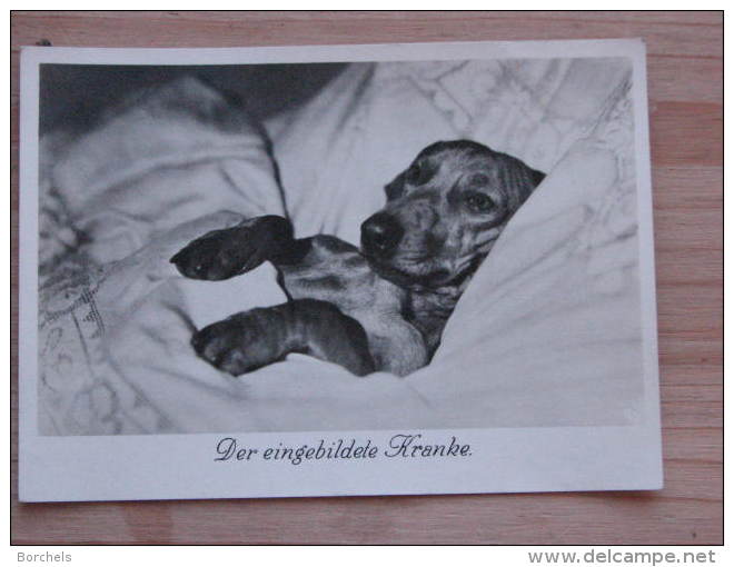 Hund006 : Dackel - Der Eingebildete Kranke - Ungelaufen - Gut Erhalten - Hunde