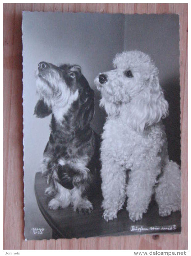 Hund014 : Dackel Und Pudel - "Dürfen Wir Mit?" - Popp-Karte Nr. 2123 - Ungelaufen - Gut Erhalten - Cani
