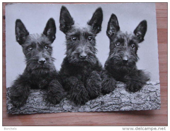 Hund060 : Hunde - Drei Schnautzer - Echte Photographie - Ungelaufen - Gut Erhalten - Hunde