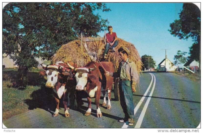 Nova Scotia Canada- Oxen Team Hay Season - Young Men - Pub. By R.H. Davis Yarmouth N.S. - 2 Scans - Other & Unclassified