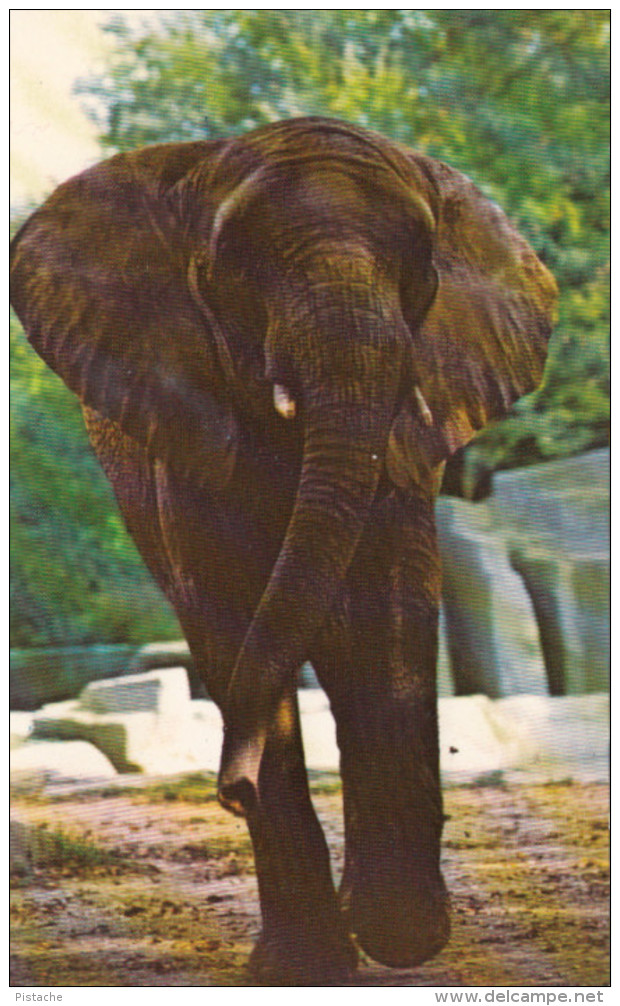 Brookfield Zoo - Illinois - African Elephant - 2 Scans - Elephants