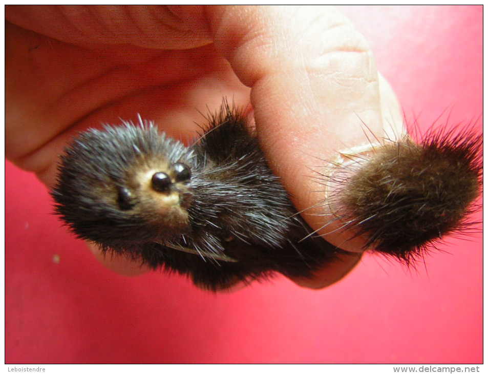 BELLE BROCHE REPRESENTANT UN ANIMAL LOUTRE  OU MARTRE ?? JE SOUPOSE EN FOURRURE ANIMAL OU SYNTHETIQUE ?? - Autres & Non Classés