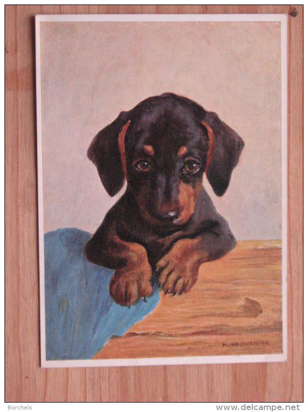 Hund137 : Junger Dackel  - M. Schönermark - Verlag Josef Müller Nr. 14036 - Farbfoto - Unbeschrieben - Gut Erhalten - Hunde