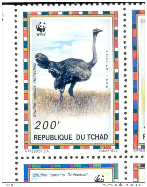 BIRDS-COMMON OSTRICH-WWF-SET OF 4 DELUXE CARDS WITH SETENANT BLOCK-CHAD-1996-ERROR-MNH-SCARCE-D2-10 - Struzzi