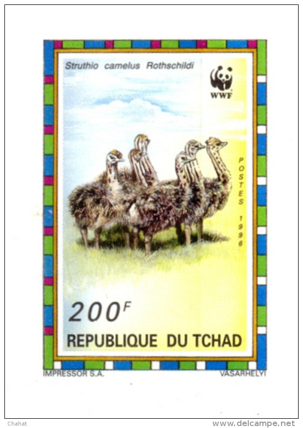 BIRDS-COMMON OSTRICH-WWF-SET OF 4 DELUXE CARDS WITH SETENANT BLOCK-CHAD-1996-ERROR-MNH-SCARCE-D2-10