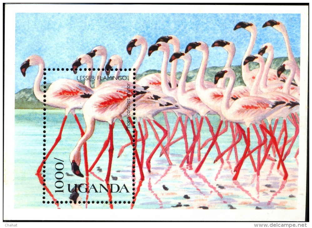 BIRDS- LESSER FLAMINGOS-WILD BIRDS OF UGANDA-MS-UGANDA-1990-MNH-SCARCE-D2-18 - Flamingo