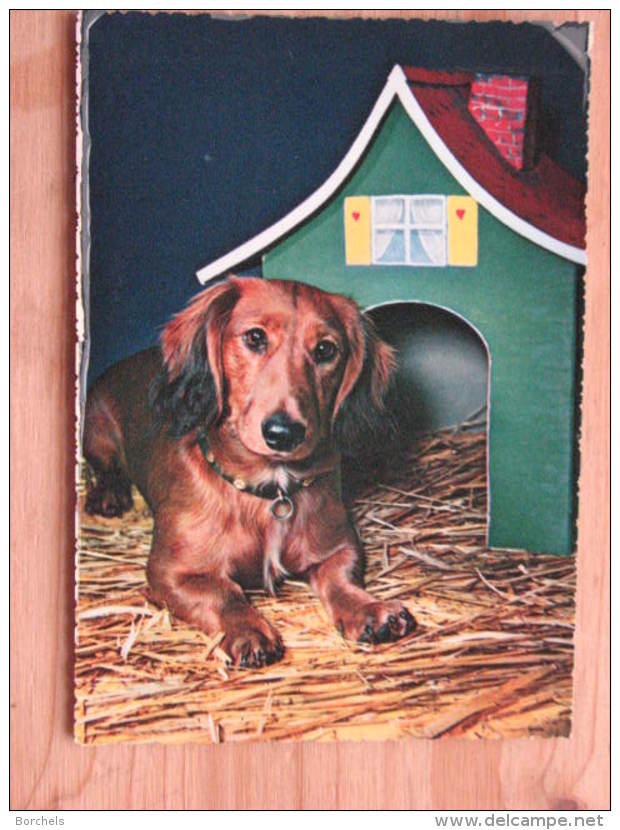 Hund170 : Dackel Im Stroh Vor Seiner Hütte - Cecami 288 - Kodak - Farbfoto - Unbeschrieben - Sauber Erhalten - Hunde